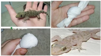 ماذا يجب عليك فعله عند قتل البرص