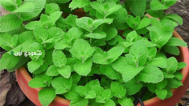 ما تتخيليش لمعة شعرك بعد ما تغسليه بالشاي الأخضر والنعناع