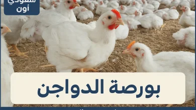 اسعار الكتاكيت اليوم