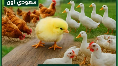 سعر الفراخ البيضاء