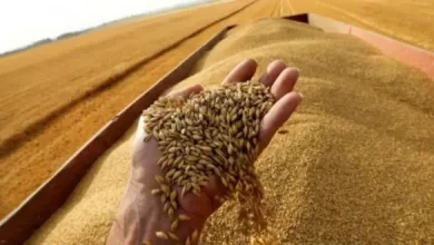 توريد أكتر من ٤ مليون طن قمح