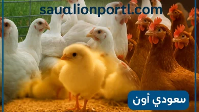 أسعار الفراخ البيضاء