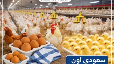 سعر الفراخ البيضاء اليوم