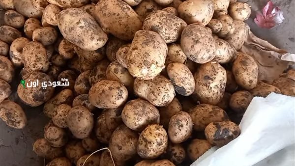 كيلو البطاطس وصل كام النهاردة