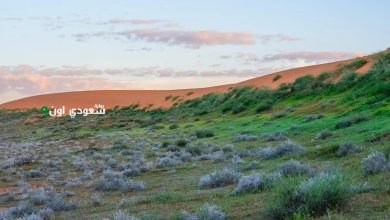 محمية الملك عبدالعزيز تطلق آلية جديدة للدخول والتنزه بالصمان والدهناء