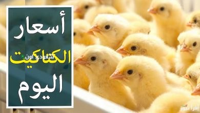 أسعار الكتاكيت اليوم في مصر