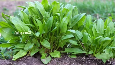 نبتة "حمّيض" وزهور برية سعودية