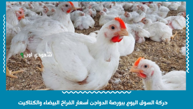 حركة السوق اليوم ببورصة الدواجن أسعار الفراخ البيضاء والكتاكيت
