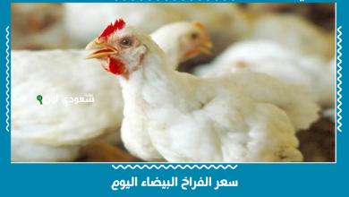 سعر الفراخ البيضاء اليوم