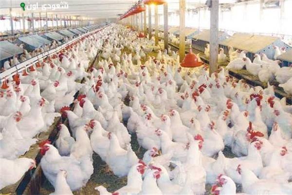 مؤشر الدواجن أسعار الفراخ البيضاء اليوم الخميس 31 يوليو 2025 ببورصة الدواجن والأسواق المصرية