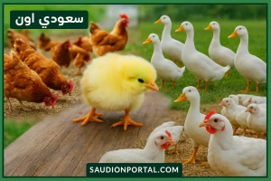 سعر الفراخ البيضاء