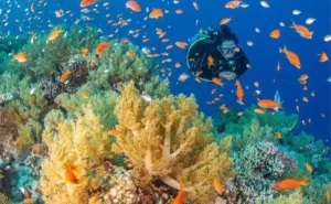 نظام بيئي غريب تحت أعماق شعاب البحر الأحمر