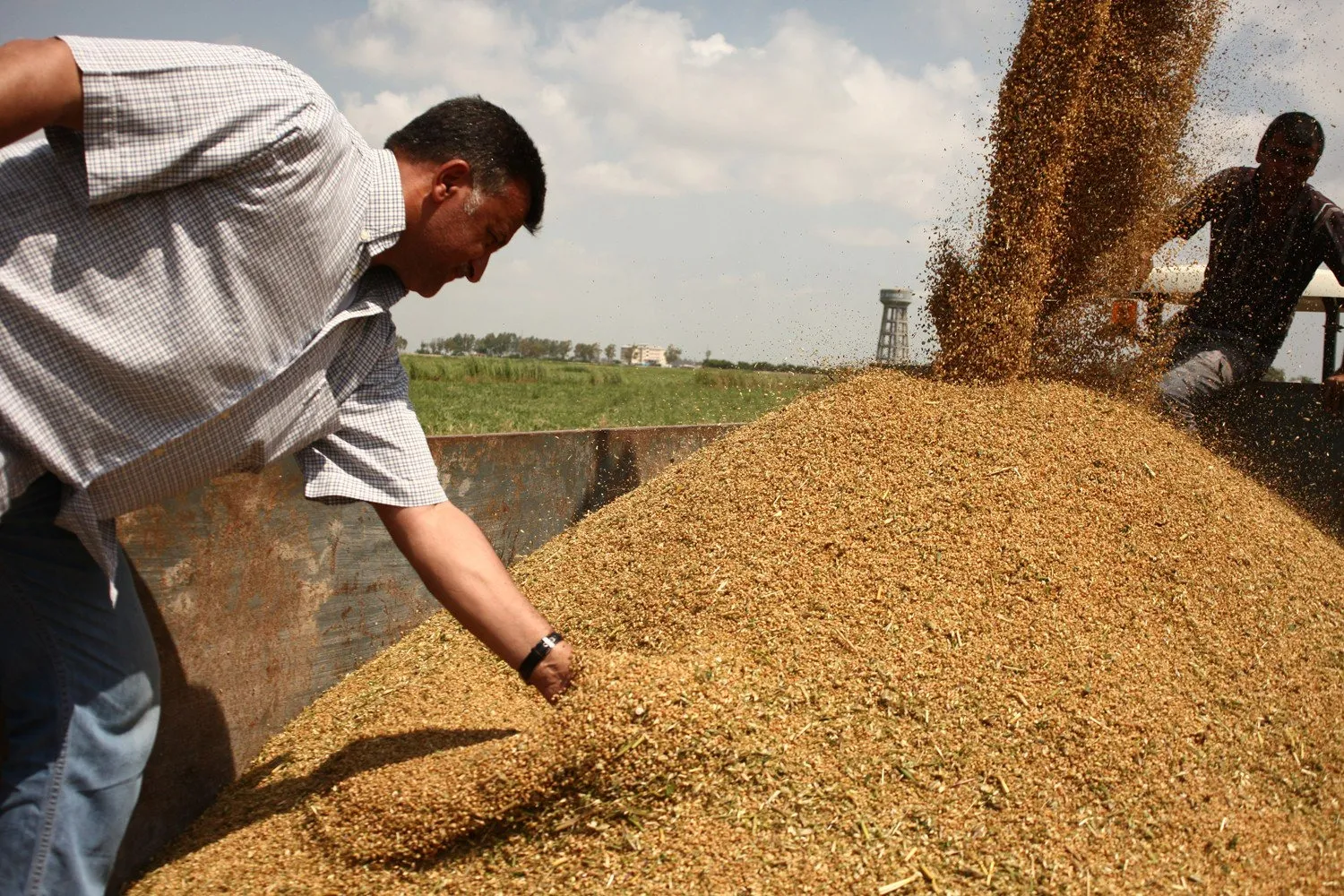 توريد القمح المحلي