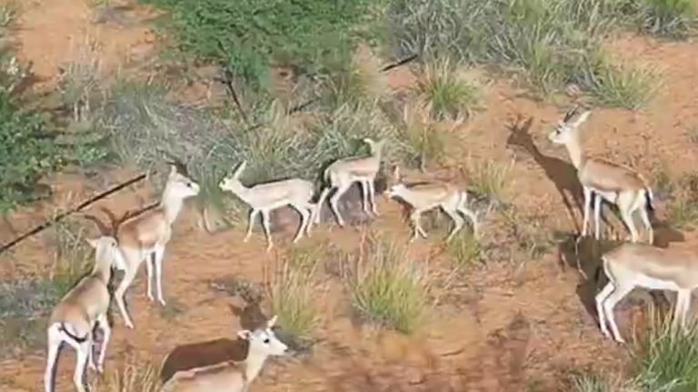 لحظه نادره لميلاد المها العربي داخل متنزه القصيم الوطني المحمي