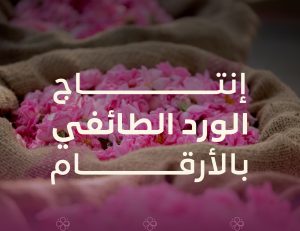 برنامج "ريف السعودية" يطلق حملة إعلامية للورد الطائفي