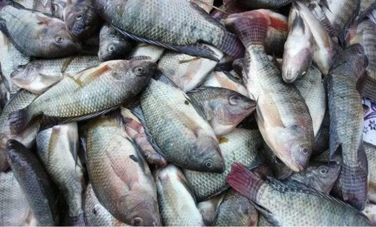 أسعار الأسماك اليوم السبت