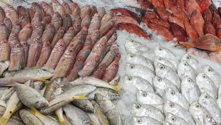 أسعار الأسماك