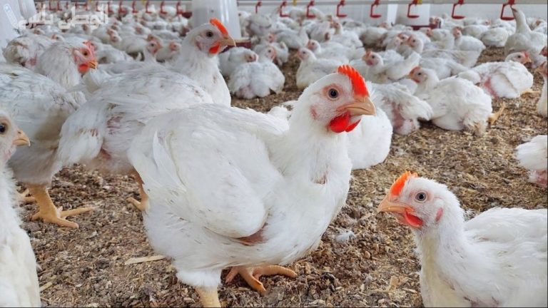 أسعار الفراخ والكتاكيت اليوم في بورصة الدواجن