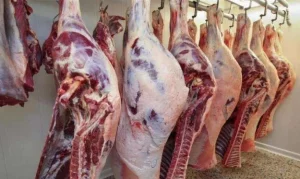أسعار اللحوم الحمراء
