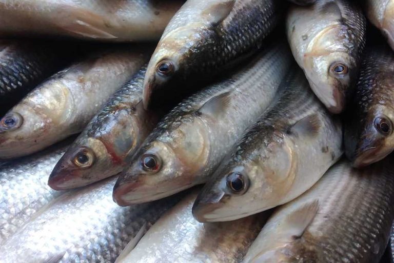 سعر السمك البلطي والمرجان