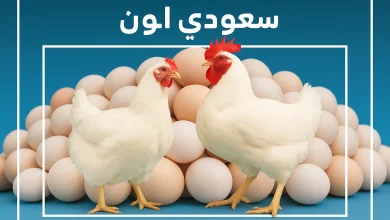 سعر الفراخ البيضاء