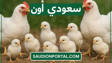 سعر الفراخ البيضاء اليوم