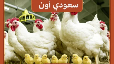 سعر الفراخ والكتاكيت