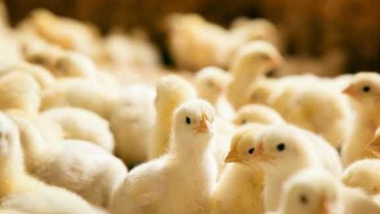 سعر الكتكوت الابيض اليوم