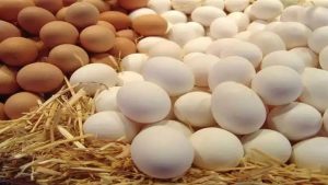 سعر كرتونة البيض البلدي والاحمر اليوم