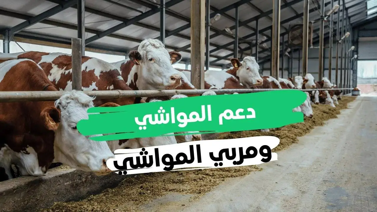 كيفية الاستعلام عن دعم