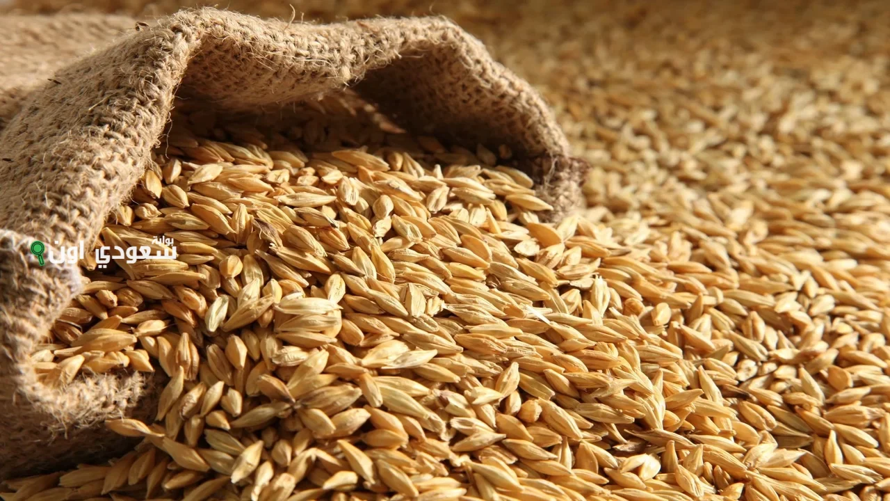 أسعار الأرز الشعير اليوم