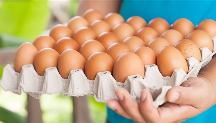 أسعار البيض اليوم
