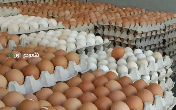 أسعار البيض اليوم