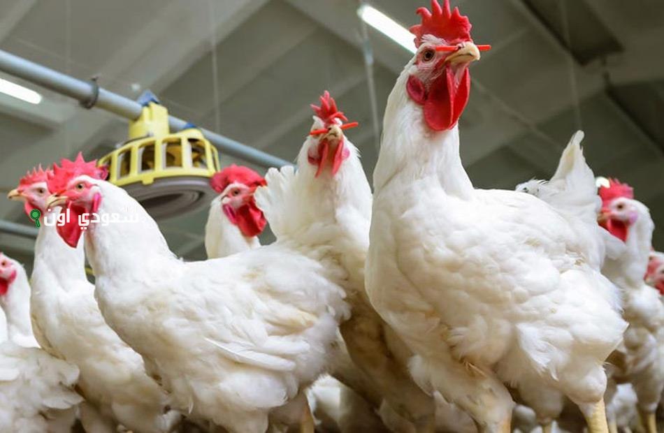 أسعار الفراخ البيضاء والبلدي