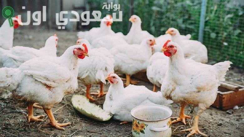 أسعار الفراخ الساسو والبيضاء