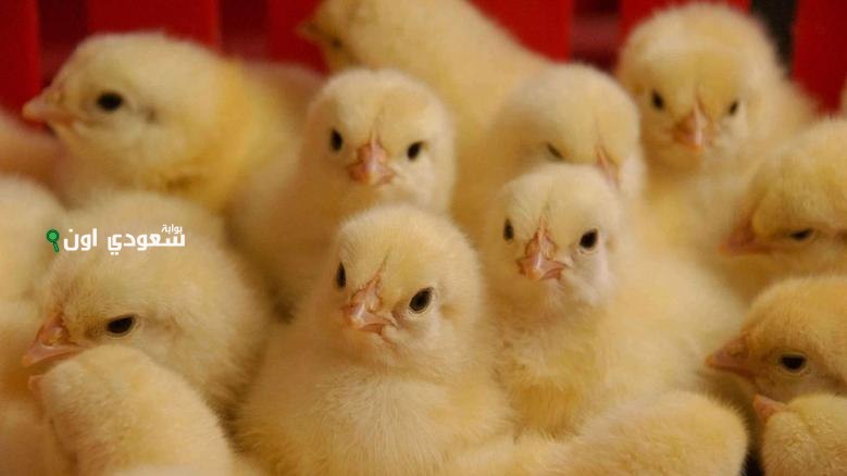 أسعار الكتاكيت اليوم في مصر