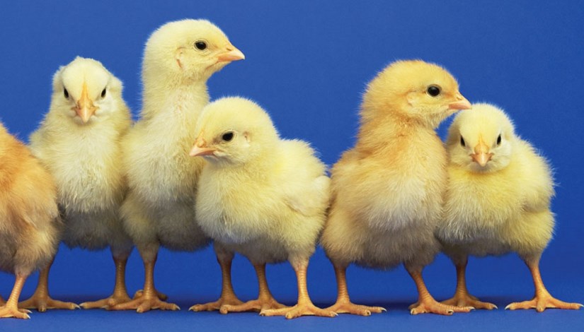 الكتاكيت تضرب السوق سعر الكتاكيت اليوم