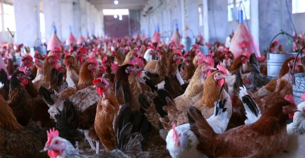  سعر الفراخ الساسو والبلدي