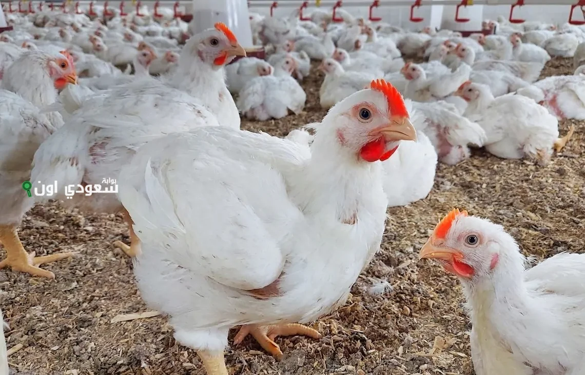 سعر الفراخ اليوم