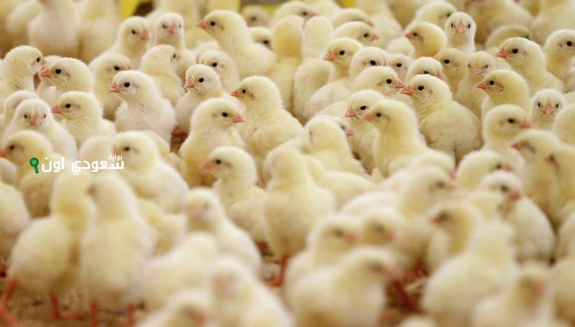 سعر الكتاكيت اليوم 