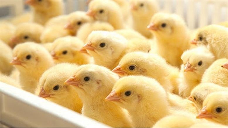 سعر الكتكوت اليوم