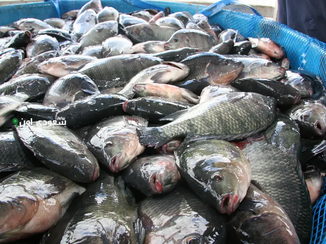 سعر كيلو البلطي