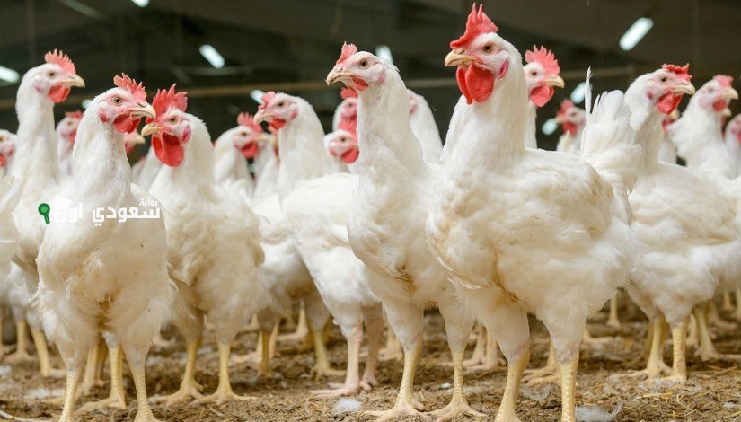 سعر كيلو الفراخ البيضاء