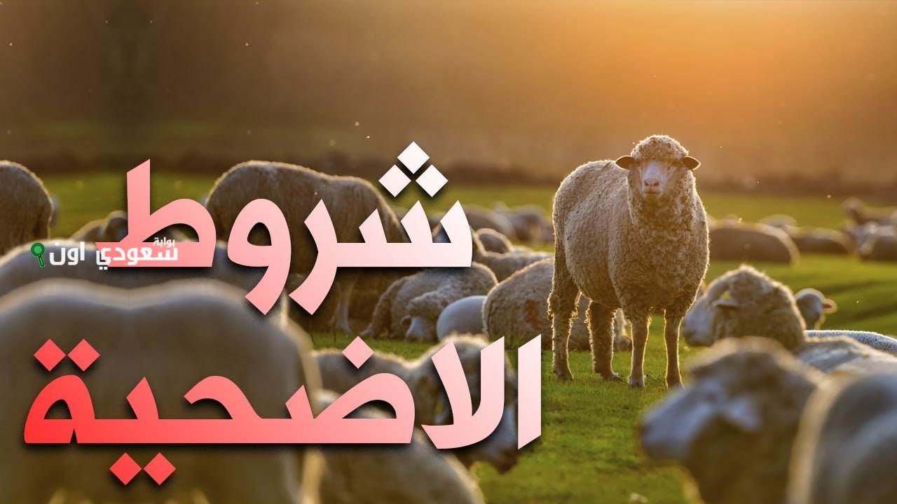 شروط الأضحية عند المالكية