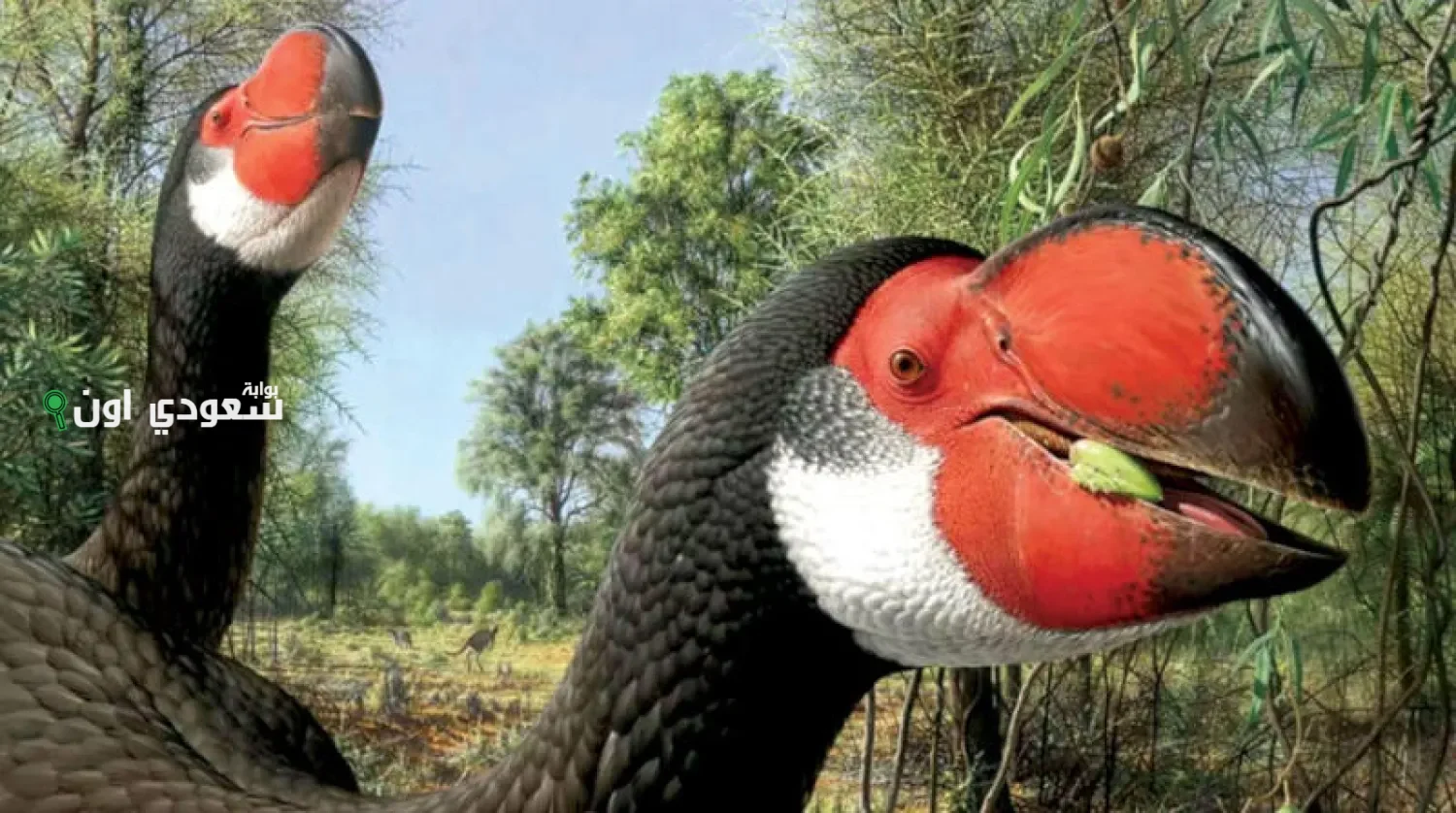 طائر ميرو نغز