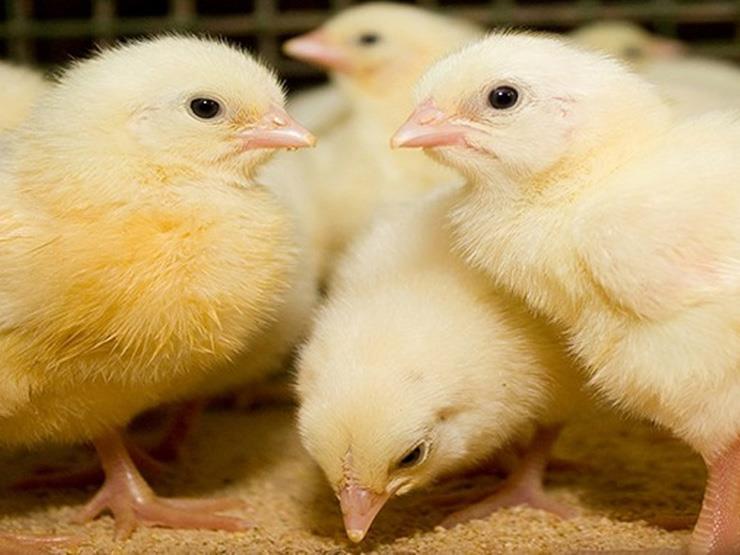 قفزة سعر الكتكوت سعر الكتاكيت