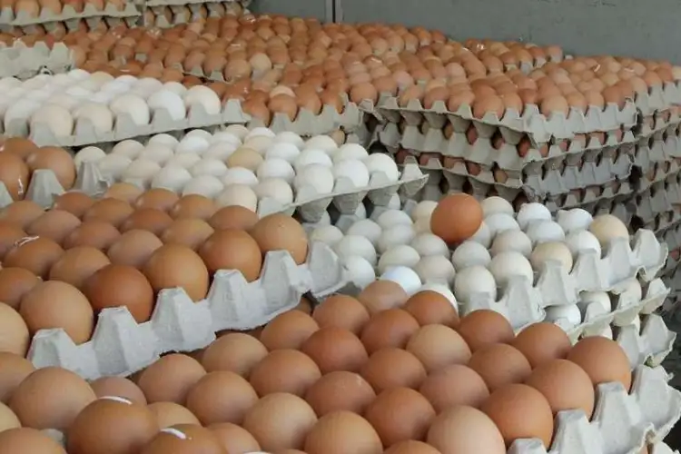 كم أسعار البيض الأحمر والبلدي