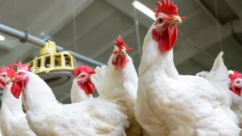 كم أسعار الفراخ البلدي والبيضاء اليوم