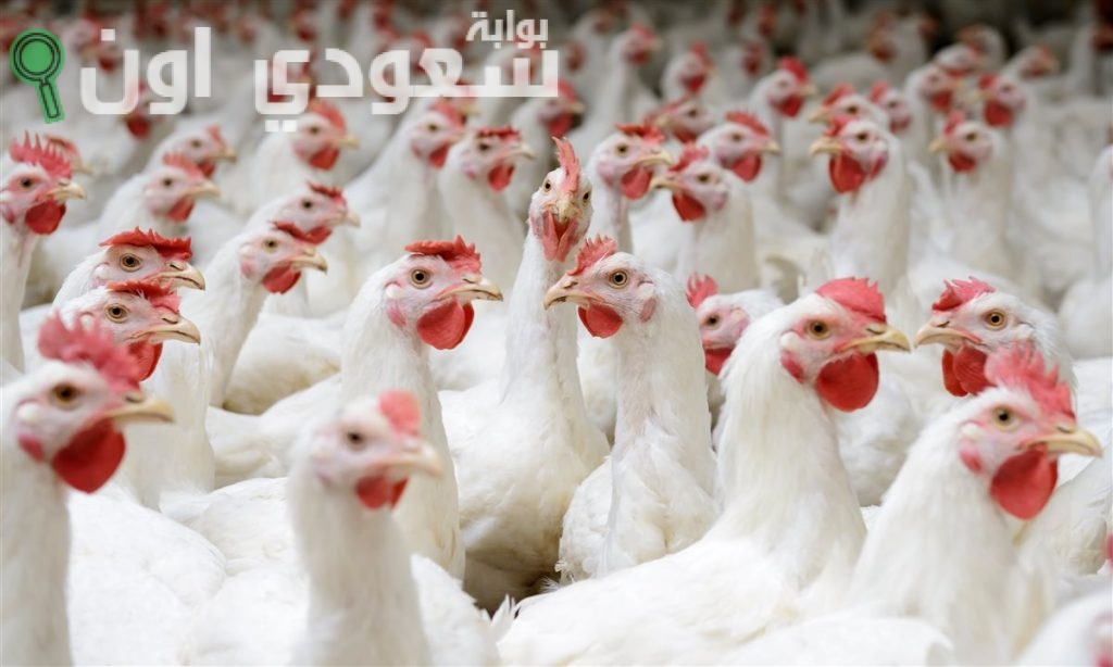 كم سعر الفراخ البيضاء والساسو