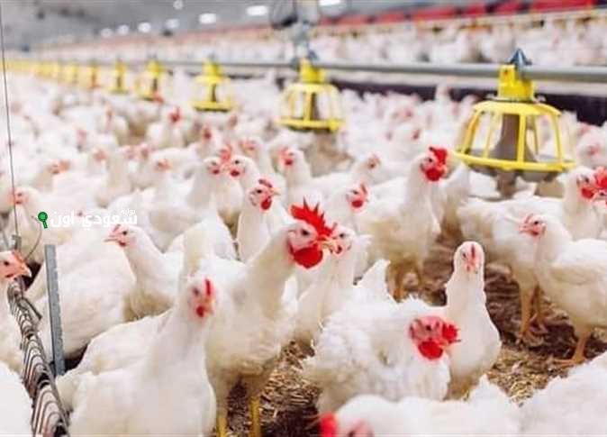 كيف تستفيد من تحديثات أسعار الدواجن اليوم في مصر